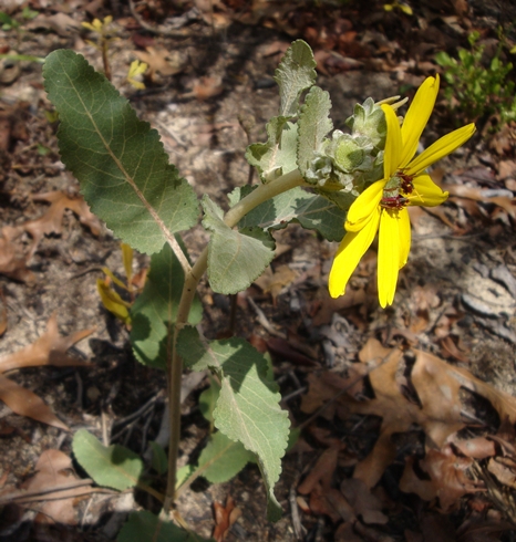 {Berlandiera pumila}